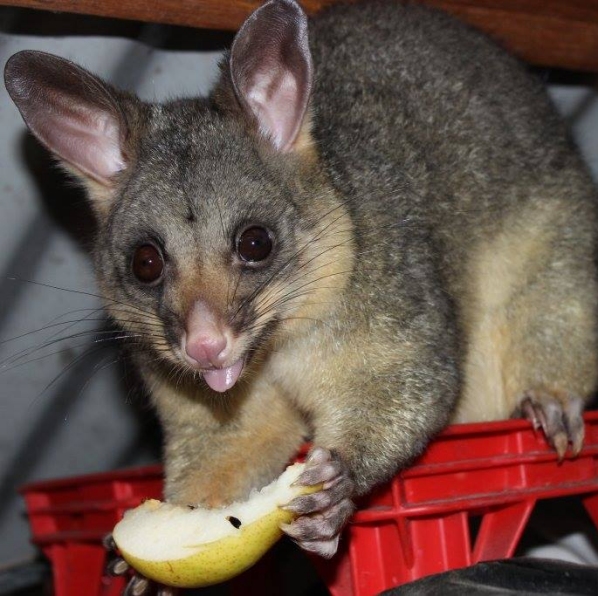 Possum